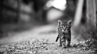 PC Wallpapers: Cute Cats in Stunning Black and White