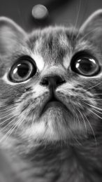 Charming Black and White Cat Images for Your Phone