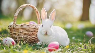 Discover Free Wallpapers with Cute Easter Bunny Theme