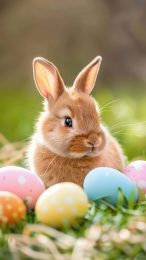 Free Digital Background of Cute Easter Bunny for iPhone