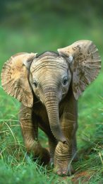 Sweet Elephant Photos for Stunning iPhone Wallpapers