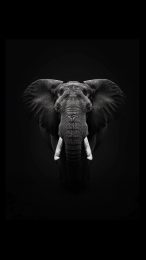 Elephant HD Mobile Wallpapers for iPhone Users