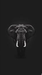 Best Elephant iPhone Wallpapers for Wildlife Lovers