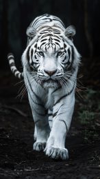 Fantasy White Tiger Digital Background for Android Phones