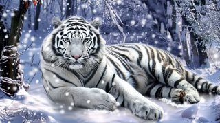 8K Fantasy White Tiger HD Wallpaper for Your PC