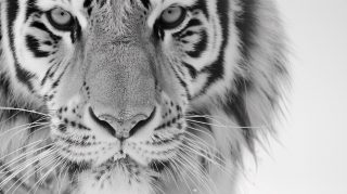 Free Wallpaper for Desktop: Enchanting White Tiger Images