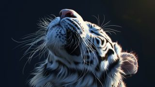 Ultra HD White Tiger Wallpaper for Desktop Backgrounds