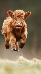 Mobile Wallpaper: Highland Cattle Calf Images to Download