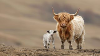 High Res Highland Cattle Calf Wallpapers - Free Downloads