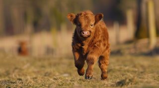 Breathtaking Highland Calf Wallpapers: 1920x1080 Resolution