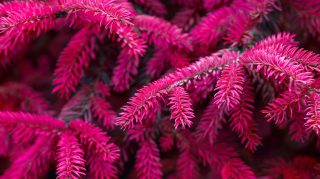 Stunning Stock Photos of Hot Pink Christmas Decor