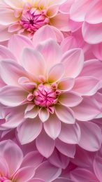 Fresh Hot Pink Flower Photo Background for Smartphones