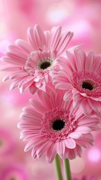 Gorgeous Hot Pink Flower Images for iPhone Users