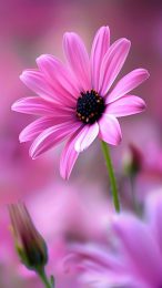 Stunning Hot Pink Flower Images for Android Backgrounds