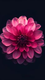 Eye-Catching Mobile Wallpapers of Hot Pink Flowers