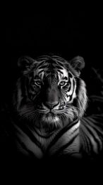 Download Free Digital Backgrounds of Fierce Tigers