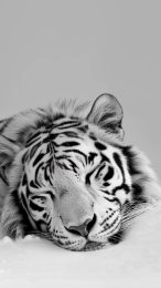 Free Download: White Tiger Mobile Image for Smartphones