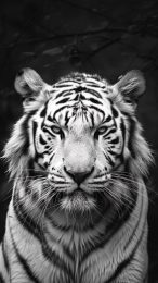 Free Digital Background of a Majestic White Tiger