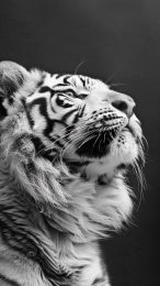 High-Resolution White Tiger Photos for Mobile Devices