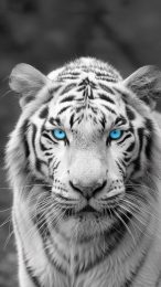 Eye-Catching 9:16 White Tiger Mobile Wallpaper