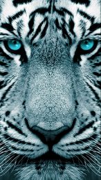 Mystical White Tiger HD Mobile Wallpaper for iPhone