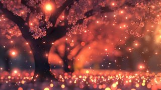 Download Free Stock Photos of Sakura Trees