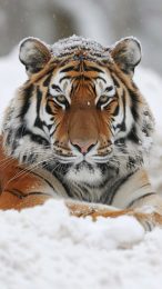 Siberian Tiger HD Mobile Wallpaper for iPhone Users