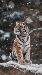 Download Stunning Siberian Tiger Digital Background for Android