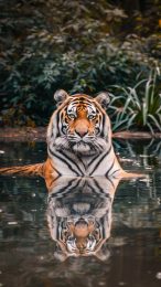 Vivid Siberian Tiger Photos as Mobile Wallpapers