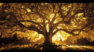 Free HD Pics of The Tree of Life Movie