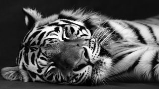 Download High-Quality Tiger HD Wallpapers in 16:9 Format