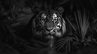 Ultra HD Tiger Images: Incredible Black and White Pictures