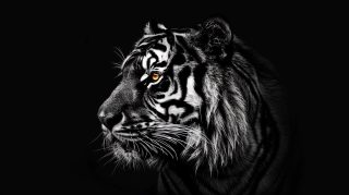 Stunning Tiger Black and White HD Wallpaper for Desktop