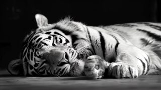 High Definition Images of Tigers: Free Download Options