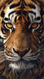 Stunning Tiger HD Mobile Wallpaper for iPhone