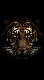 Realistic Tiger Photos to Enhance Your Mobile Wallpaper