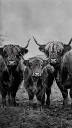 Stunning Highland Cattle HD Mobile Wallpaper for iPhone