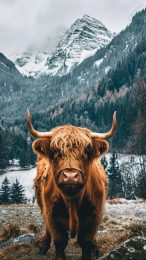 Beautiful Highland Cattle Image as Mobile Wallpaper