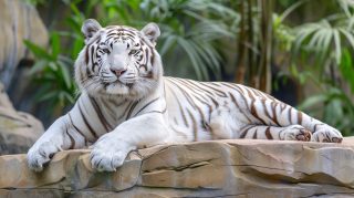 Download HD White Tiger Images for PC Wallpapers