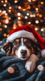 Australian Shepherd Christmas Phone Wallpaper for iPhone Users