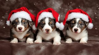 Free HD Background of Australian Shepherds in Christmas Theme