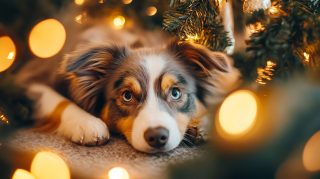 Festive Australian Shepherd Desktop Background in 4K Resolution