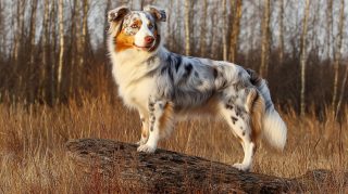 Explore Free Australian Shepherd PC Wallpapers in Ultra HD