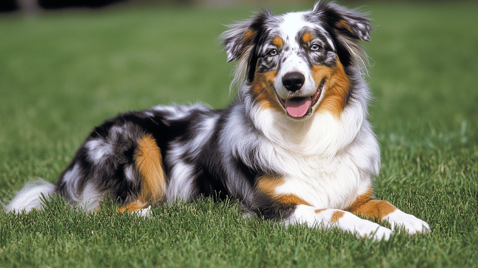 High-Definition Australian Shepherd Images for Free