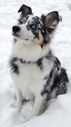 Download Free Australian Shepherd Images for iPhone