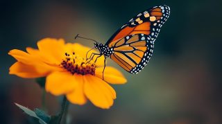 Beautiful Butterfly and Flower HD Wallpaper for Desktop