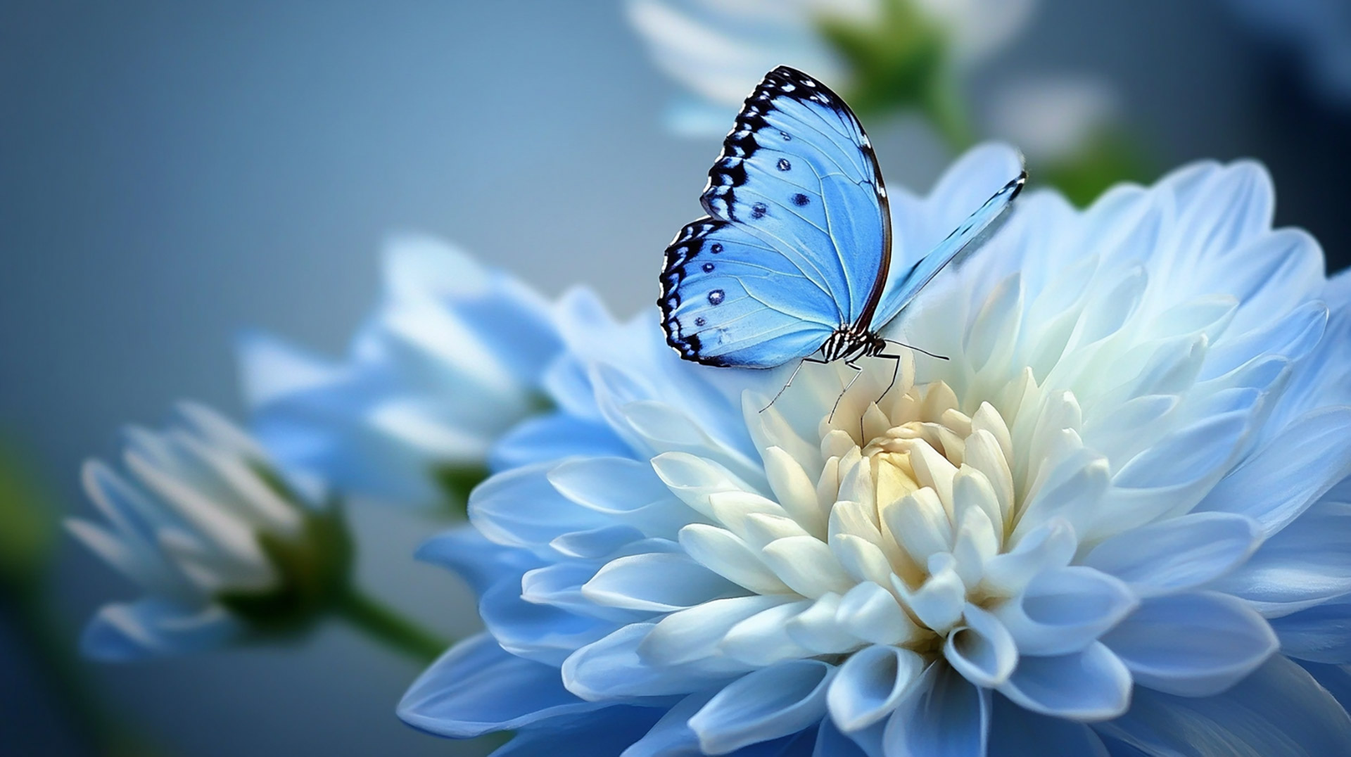 Free Ultra HD Butterfly and Flower Wallpapers to Download