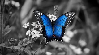 Gorgeous 16:9 Black and Blue Butterfly Desktop Wallpaper