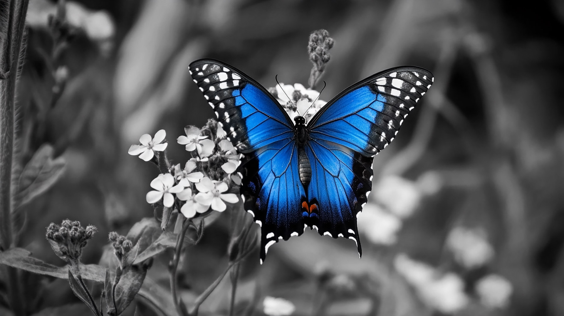 Gorgeous 16:9 Black and Blue Butterfly Desktop Wallpaper