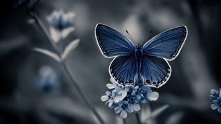 Mesmerizing Black and Blue Butterfly for Desktop Background